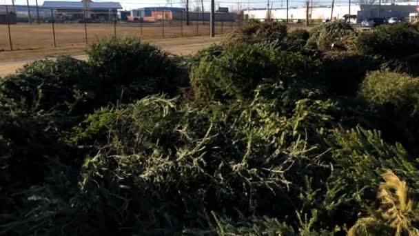 Christmas Trees Being Thrown Away Trashed Holidays — 图库视频影像