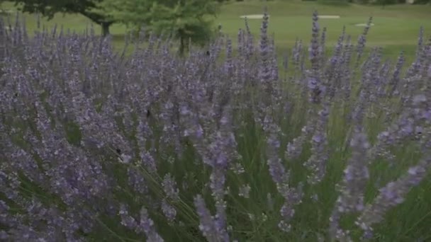 Close Lavender Bee Flying Slow Motion Focus Pull — Αρχείο Βίντεο