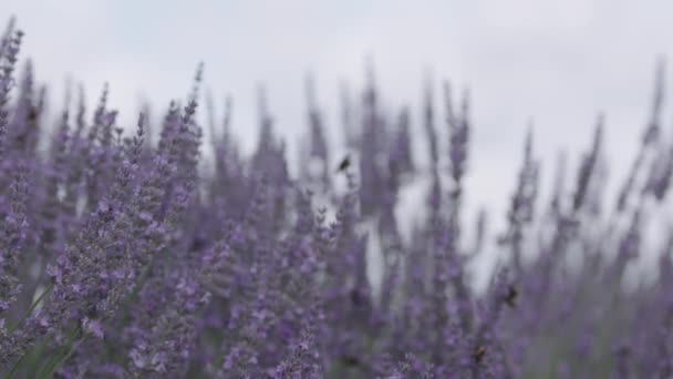 Close Lavender Bee Flying Slow Motion Focus Pull — Wideo stockowe