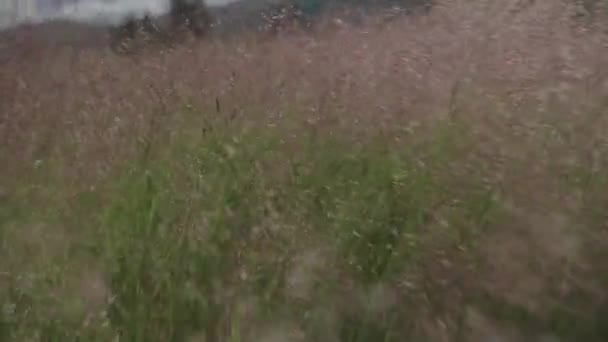 Walking Grass Using Gimbal Slow Motion — Vídeo de Stock