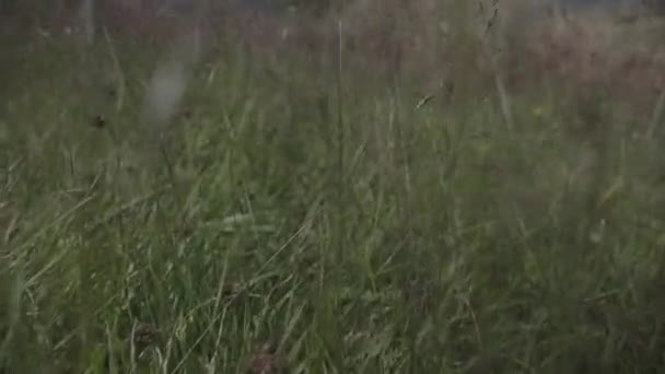 Walking Grass Using Gimbal Slow Motion – stockvideo