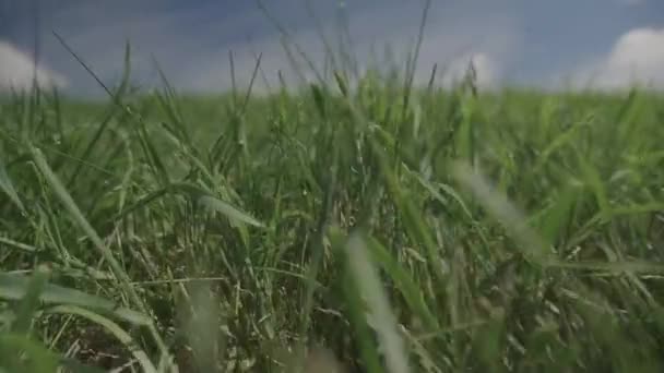 Walking Grass Using Gimbal Slow Motion — Video Stock