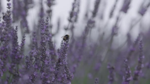 Close Lavender Bee Flying Slow Motion Focus Pull — Video