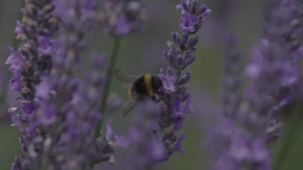Close Lavender Bee Flying Slow Motion Focus Pull — Stockvideo