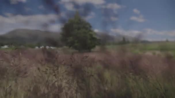 Walking Grass Using Gimbal Slow Motion — Vídeo de stock