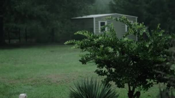 Rain Pours Small Tree Being Blown Wind Country Yard Hurricane — Stok Video