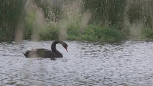 Black Swan Lake Slow Motion — Stock Video