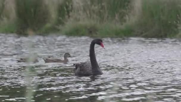 Black Swan Lake Slow Motion — 图库视频影像