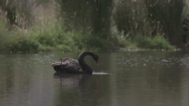 Μαύρος Κύκνος Στη Λίμνη Αργή Κίνηση — Αρχείο Βίντεο