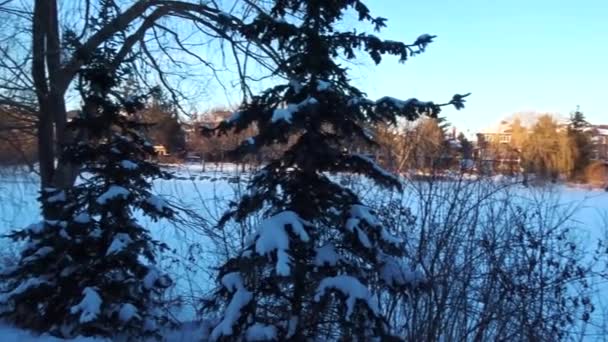 Panning Shot Snow Covered Pine Trees Peak Winter — Stockvideo