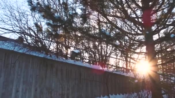 Dramatic Shot Sun Rays Cutting Trees Golden Hour — Stockvideo