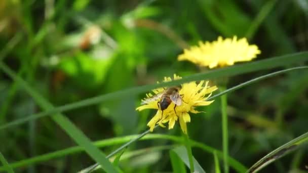 Bee Collecting Pollen Windy Spring Day — стоковое видео