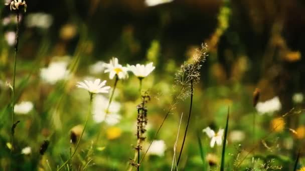 Bir Bahar Günü Çimenlerin Çiçeklerin Arasından Esen Rüzgar — Stok video