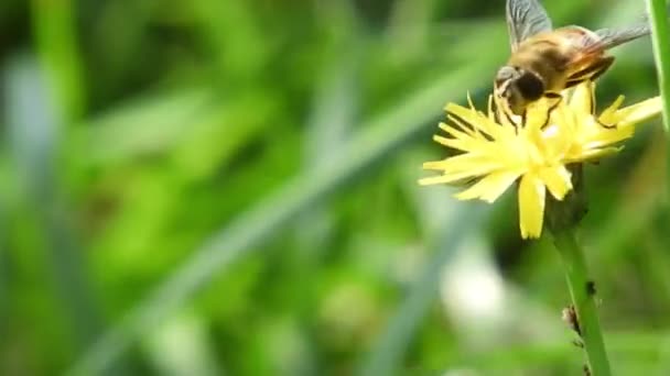 Bee Collecting Pollen Windy Spring Day — Wideo stockowe