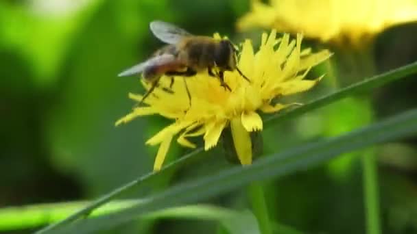 Bee Collecting Pollen Windy Spring Day — 图库视频影像