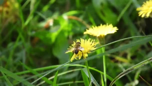 Bee Collecting Pollen Windy Spring Day — Video
