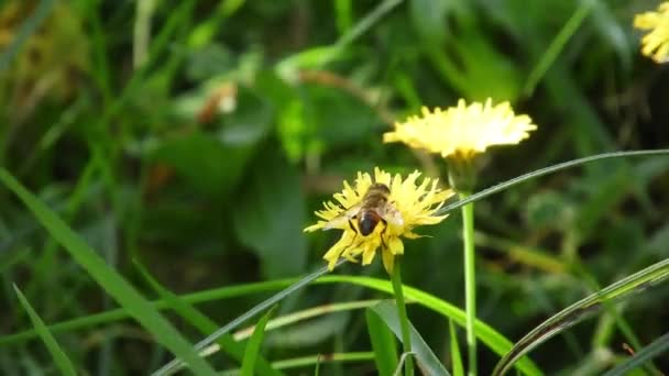 Bee Collecting Pollen Windy Spring Day — Wideo stockowe