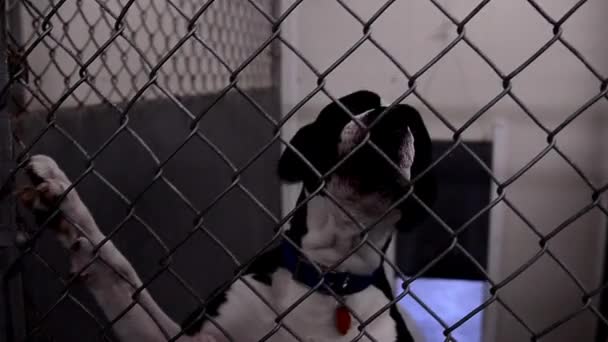 Köpekler Kafeslerinde Hayvan Kontrol Merkezlerinde Çitlerin Arkasında Dikkat Çekmek Istiyorlar — Stok video