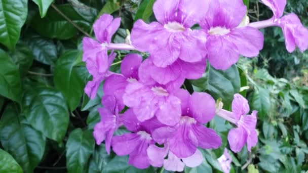 Purple Flowers Wild 60Fps — Stockvideo