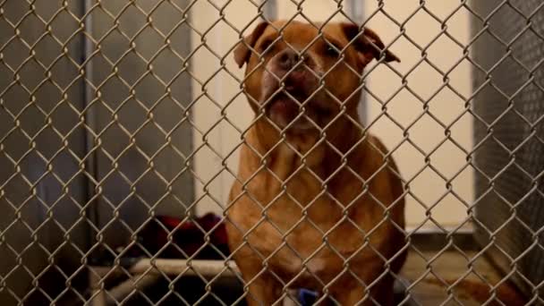 Dogs Looking Attention Fences Cages Kennels Animal Control Facility — Vídeo de stock