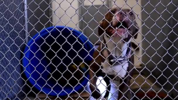 Dogs Looking Attention Fences Cages Kennels Animal Control Facility — Stok video