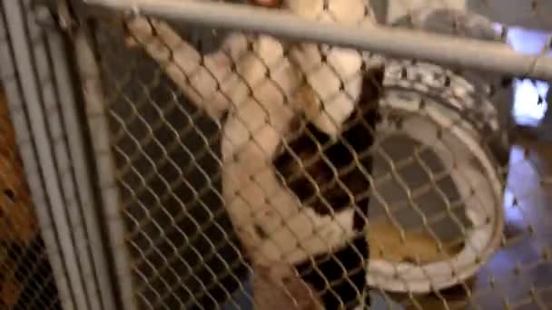 Dogs Looking Attention Fences Cages Kennels Animal Control Facility — Stock video