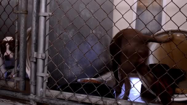 Dogs Looking Attention Fences Cages Kennels Animal Control Facility — Video