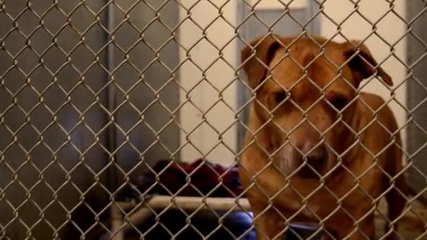 Dogs Looking Attention Fences Cages Kennels Animal Control Facility — Wideo stockowe