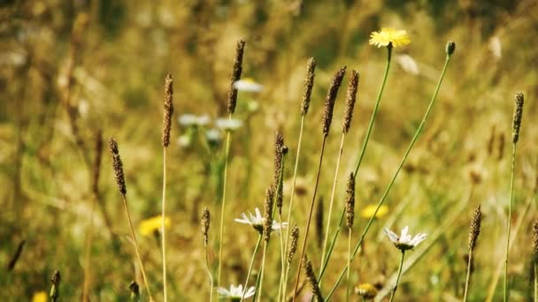 Wind Grass Flowers Spring Day — Vídeo de Stock