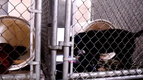 Dogs Looking Attention Fences Cages Kennels Animal Control Facility — Video Stock