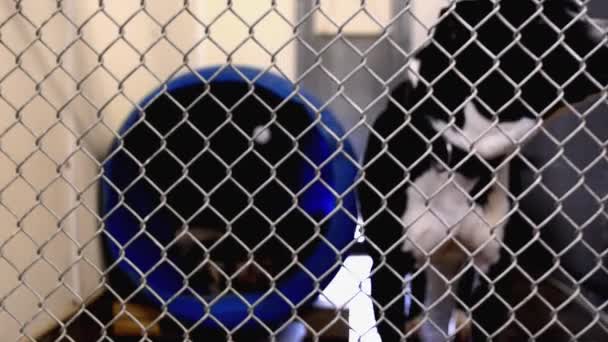 Dogs Looking Attention Fences Cages Kennels Animal Control Facility — Vídeos de Stock