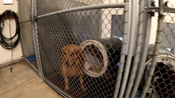 Dogs Looking Attention Fences Cages Kennels Animal Control Facility — Vídeo de stock