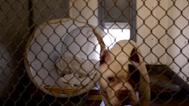 Dogs Looking Attention Fences Cages Kennels Animal Control Facility — Vídeo de stock