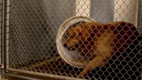 Dogs Looking Attention Fences Cages Kennels Animal Control Facility — Vídeos de Stock