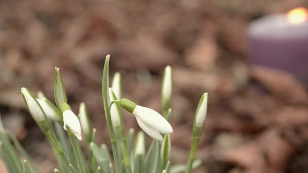 Rustige Tuin Met Sneeuwbloemen Kaarslicht — Stockvideo