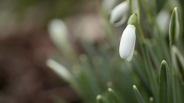 Snowdrop Flowers Signal End Winter — Stock videók