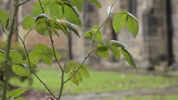 Plant Grows Old English Church — Vídeo de Stock