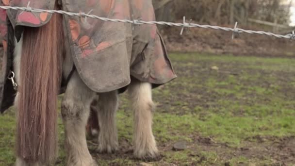 Horse Blanket Grazes Winter — Stok Video