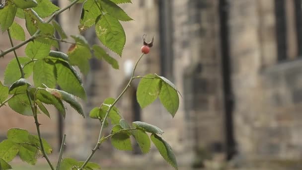 Plant Grows Old English Church — Vídeos de Stock