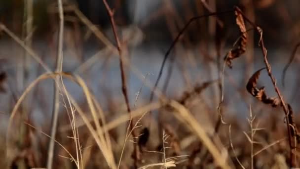 Focus Pull Looking Reeds Riverbank Geese Sitting Icy River — Stock video