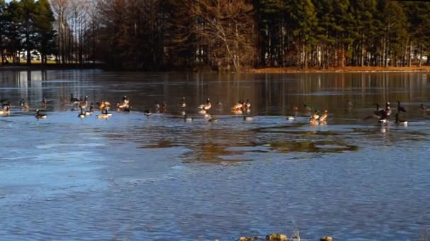 Ducks Geese Sitting Walking Ice Partially Frozen River — Vídeos de Stock