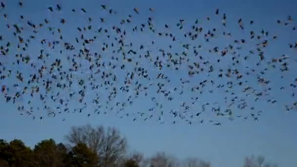 Huge Flock Canadian Snow Geese Circle Partially Frozen Lake Bright — Stok video