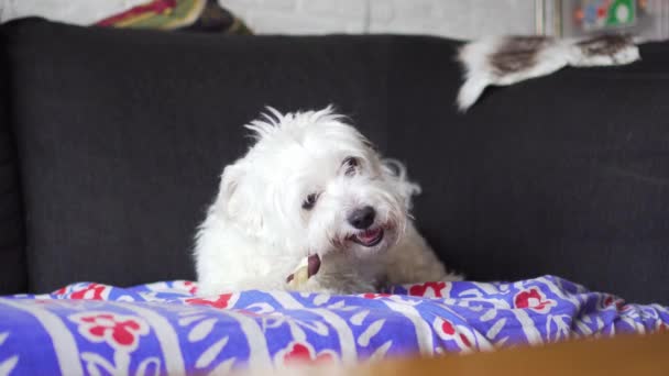 Σκύλος Ξαπλωμένος Στον Καναπέ Μασώντας Pet Treat — Αρχείο Βίντεο