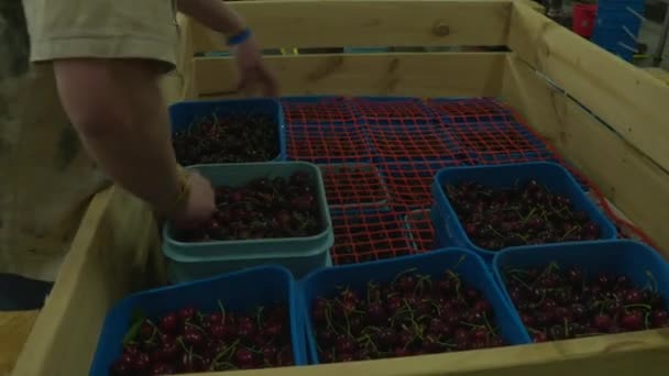 Cherry Factory Close Packing Choosing Washing Cherries — 图库视频影像