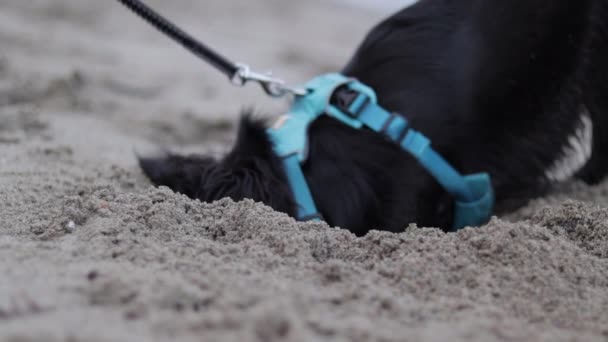 Różne Powolne Ruchy Regularne Ujęcia Małego Czarnego Mieszanego Psa Noszącego — Wideo stockowe