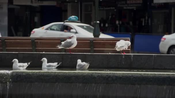 Birds Fountain Old City Dunedin New Zealand Camera Moving — Video Stock