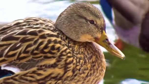 Closeup Duck Sitting Peacefully Rock — Video Stock