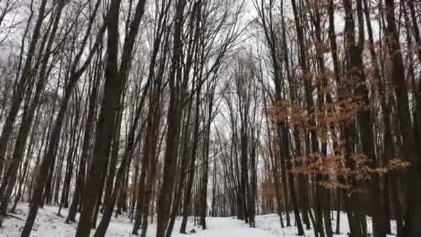 Περπάτημα Μέσα Στο Δάσος Χειμερινή Εποχή — Αρχείο Βίντεο