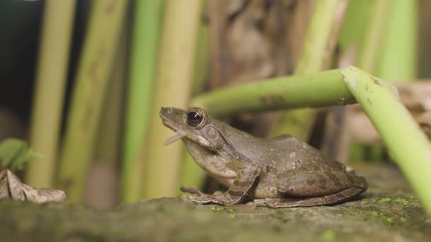 Frog Huting Bugs — Video Stock