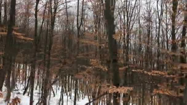Walking Forest Winter Season — Stock video
